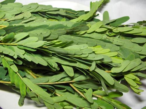 August Tree Leaves( Agathi)