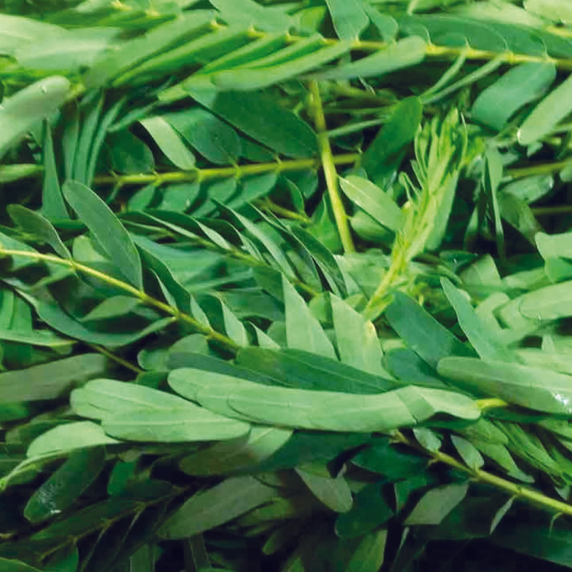 August Tree Leaves( Agathi)