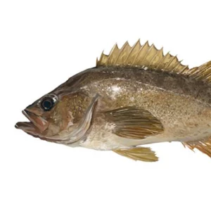 C Fresh Agro Online Order – Fresh Seafood & Meat Vancouver