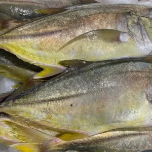 C Fresh Agro Online Order – Fresh Seafood & Meat Vancouver