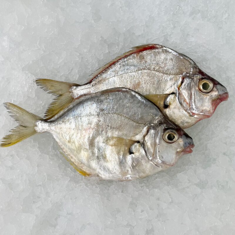 Pony Fish  (1lb)