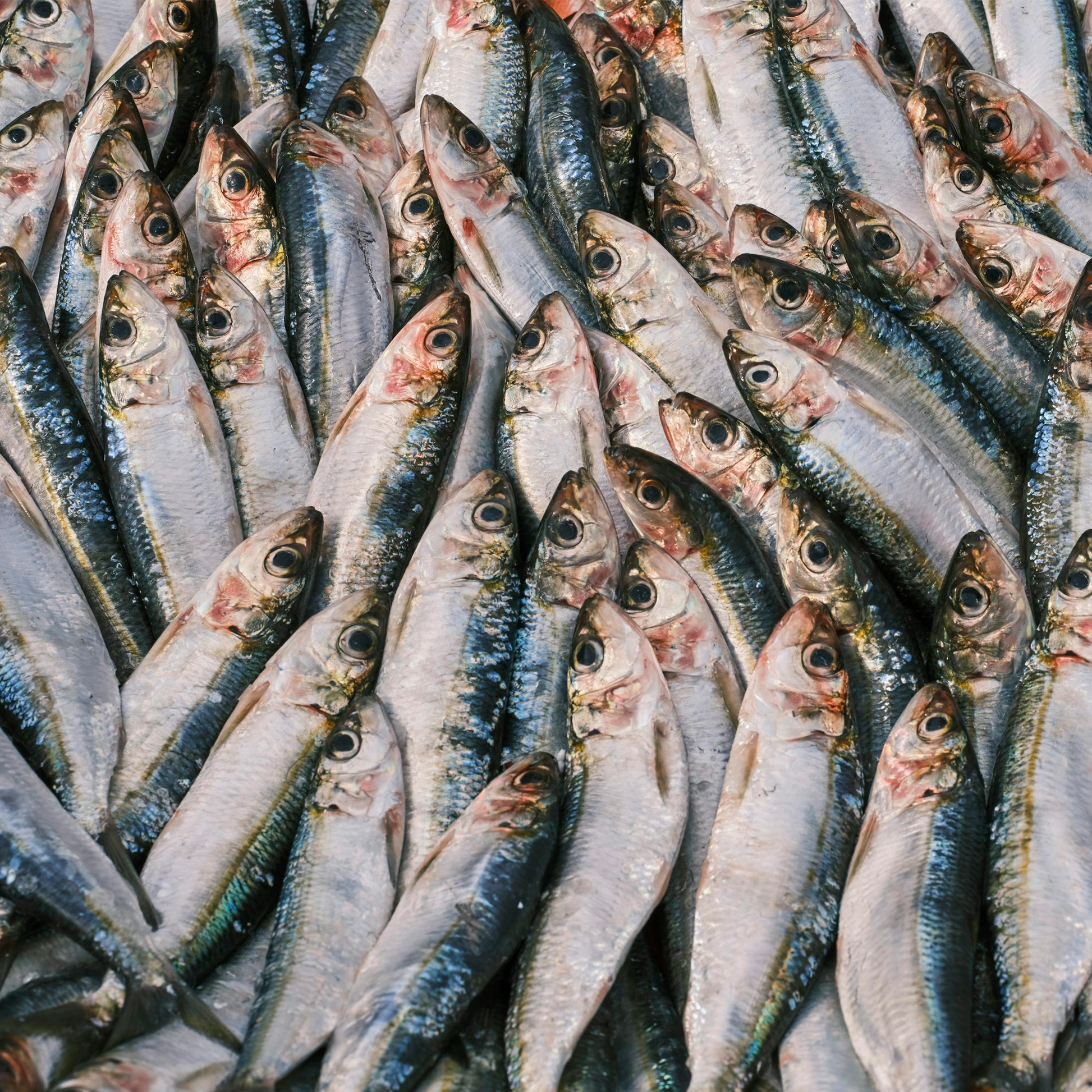 Sardine