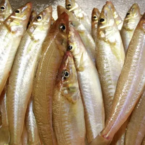 C Fresh Agro Online Order – Fresh Seafood & Meat Vancouver