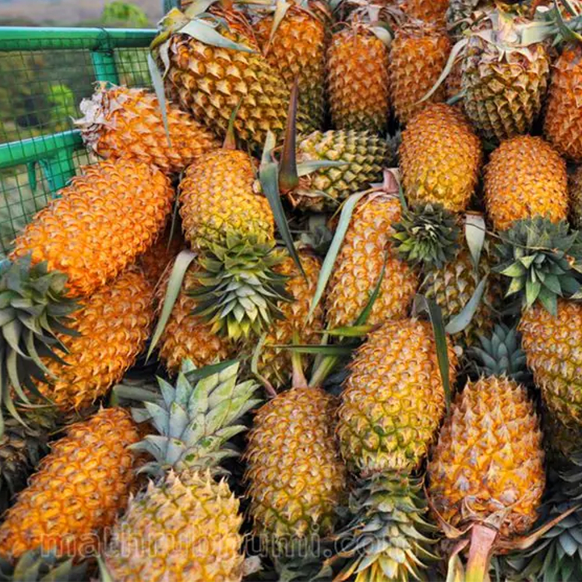 Sweet Pineapple Srilankan Air Flown