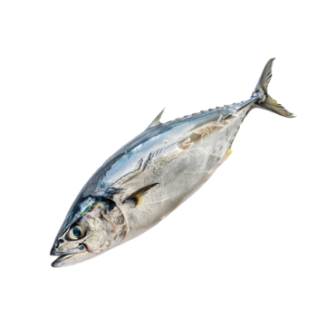 Yellow Fine Tuna