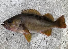 Yellow Tail Rock Fish Frozen (1lb)