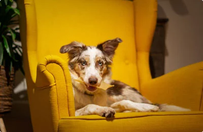 C Fresh Agro Online Order – Fresh Seafood & Meat Vancouver