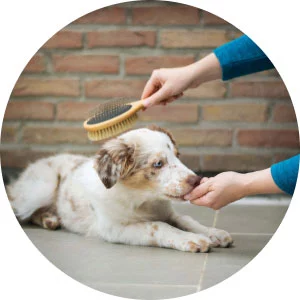 C Fresh Agro Online Order – Fresh Seafood & Meat Vancouver