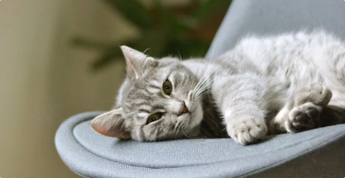 C Fresh Agro Online Order – Fresh Seafood & Meat Vancouver