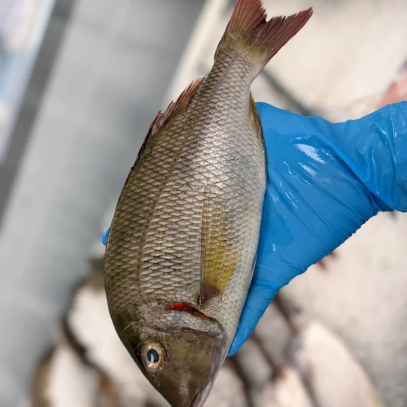 Emperor Whole Fresh (1lb)