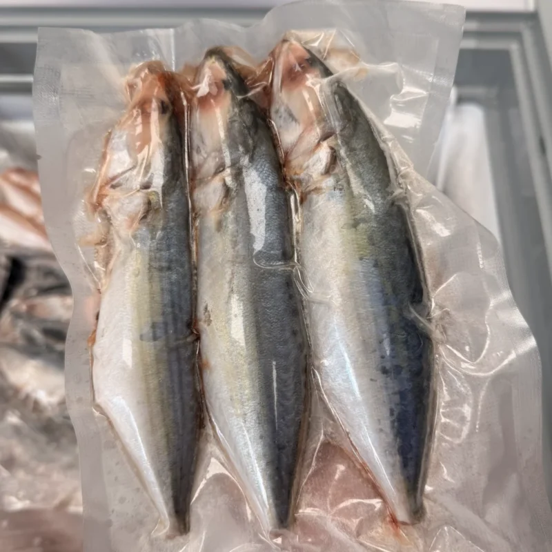 FROZEN INDIAN MACKEREL