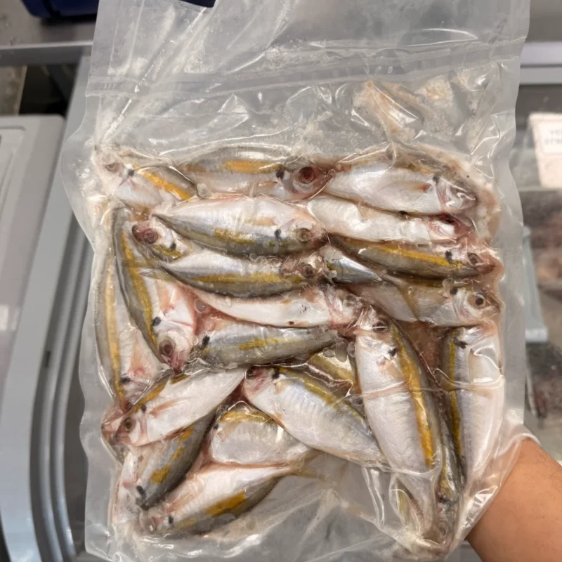 Frozen Yellow Strip Scad