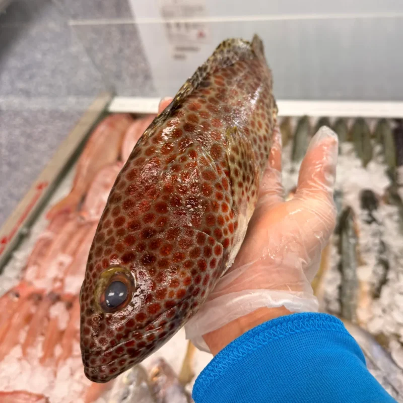 Grouper Fresh  Whole (1lb)