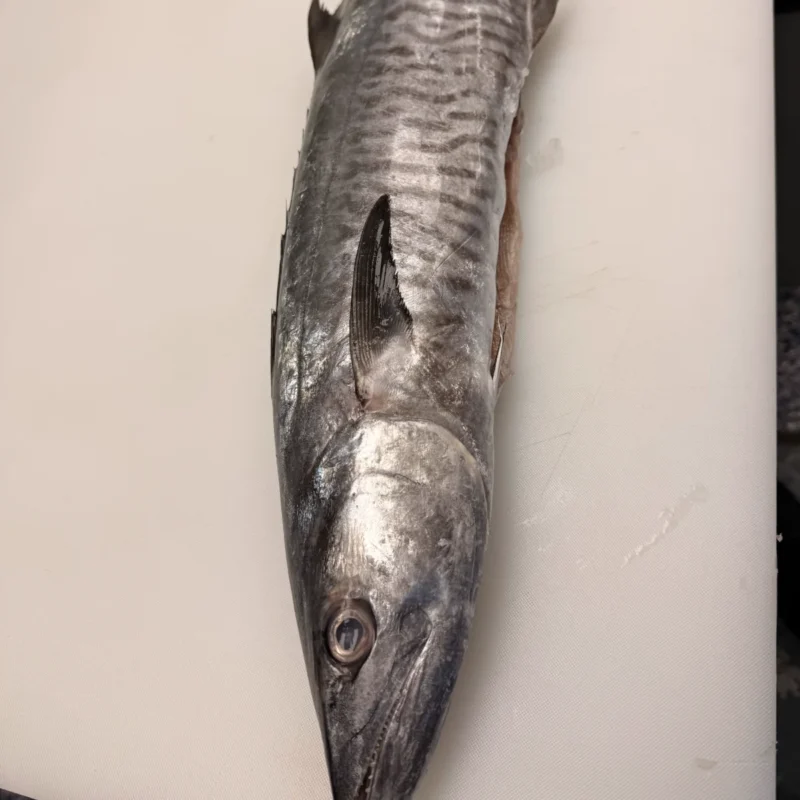 King Fish Whole Fresh  (1lb)