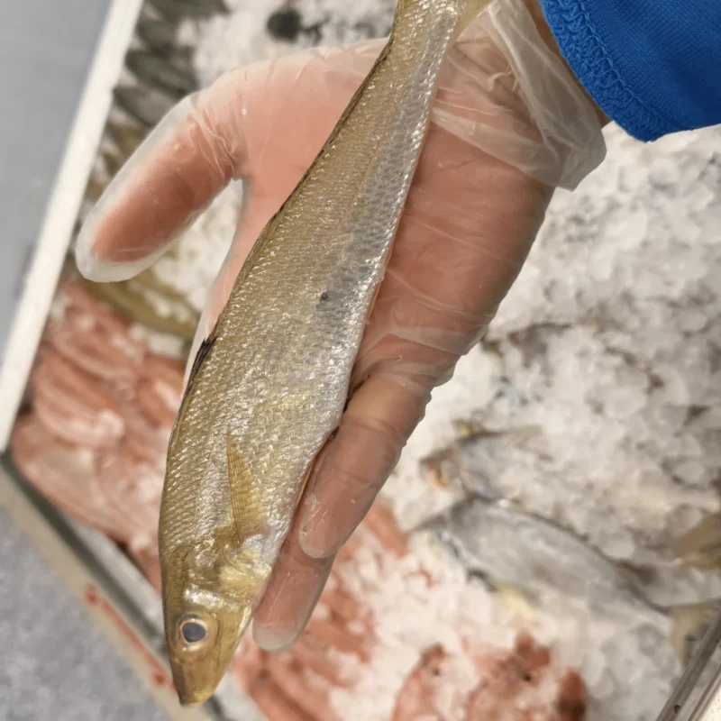 Silver Whiting