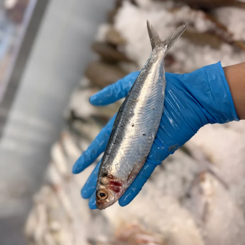 Spotted Sardine