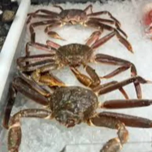 C Fresh Agro Online Order – Fresh Seafood & Meat Vancouver