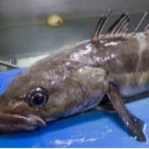 C Fresh Agro Online Order – Fresh Seafood & Meat Vancouver
