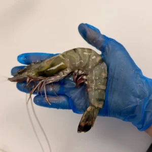 C Fresh Agro Online Order – Fresh Seafood & Meat Vancouver