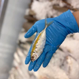 C Fresh Agro Online Order – Fresh Seafood & Meat Vancouver
