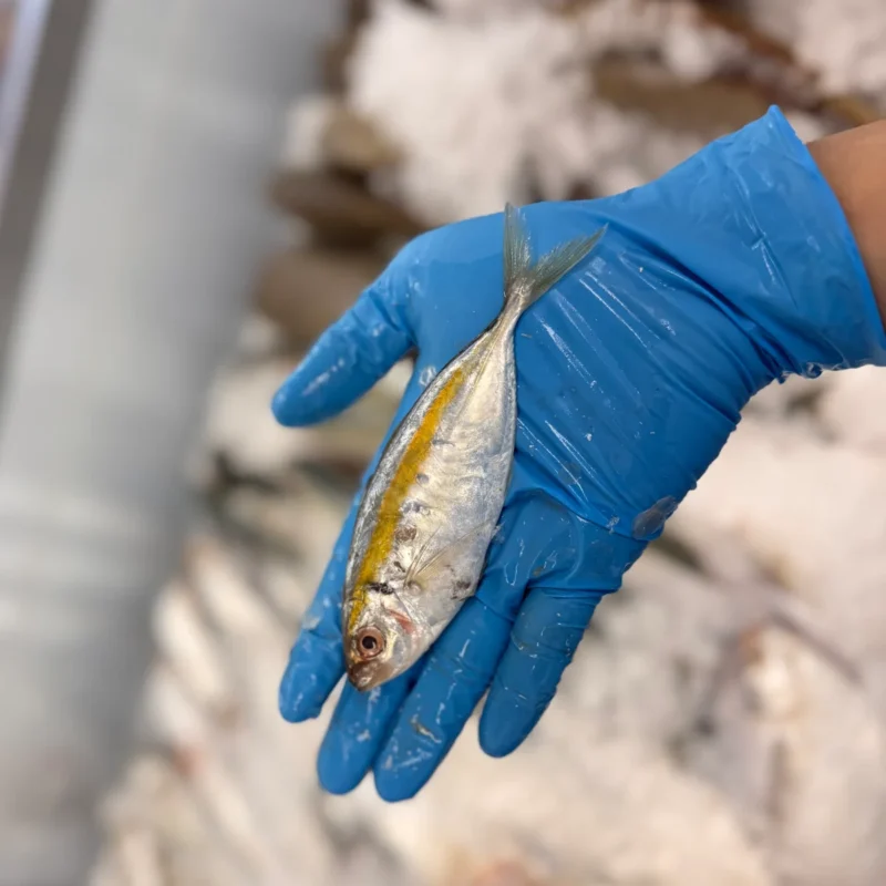 Yellow Strip Scad Fresh  (1lb)